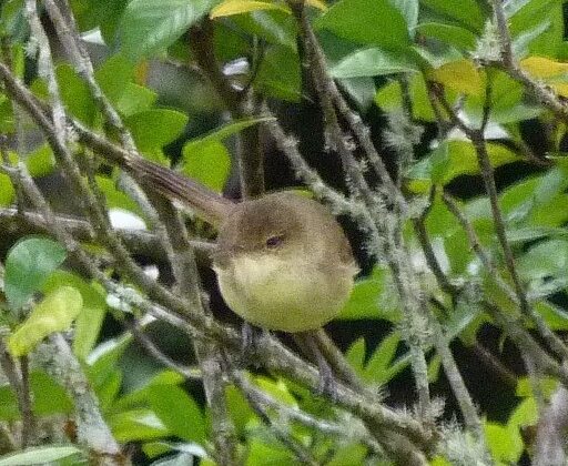 Cook Reed Warbler