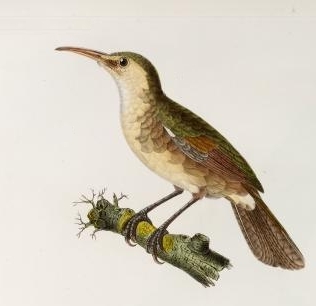Nightingale Reed Warbler