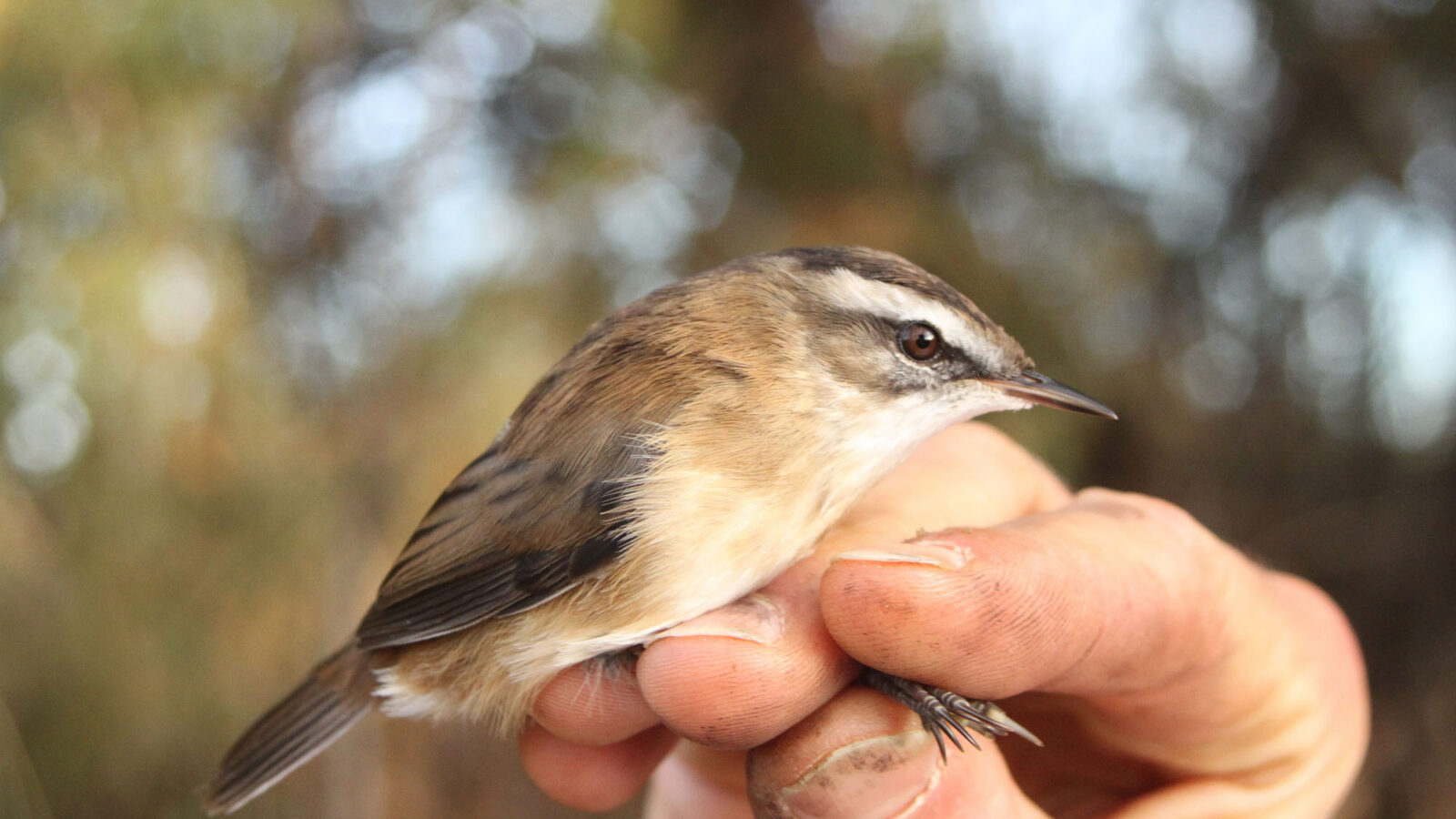 Moustached Warbler