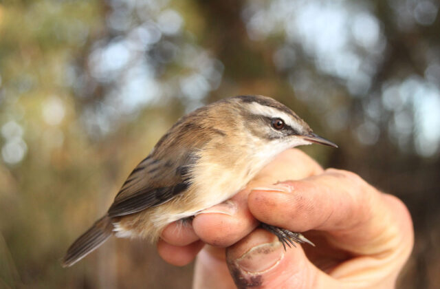Moustached Warbler