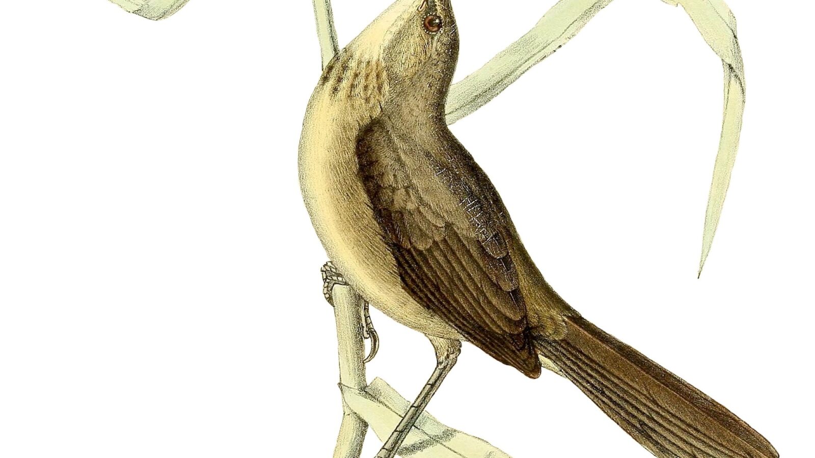 Madagascar Swamp Warbler