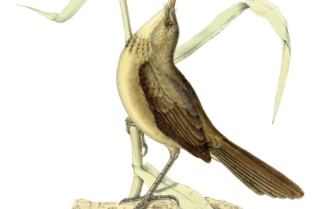 Madagascar Swamp Warbler
