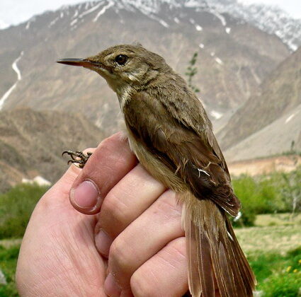 Large-billed Reed Warbler