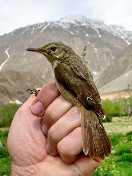 Large-billed Reed Warbler