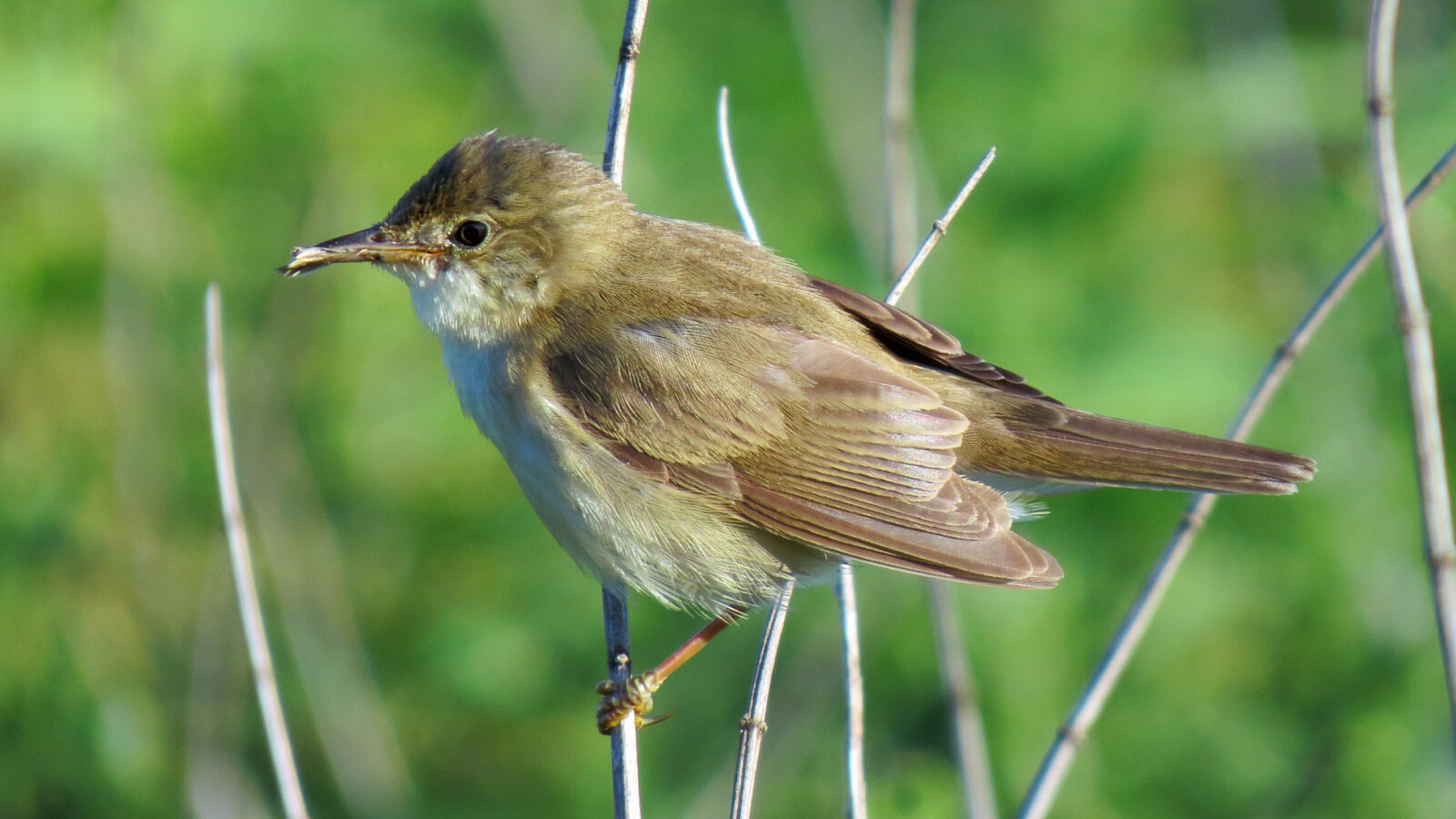 Marsh Warbler