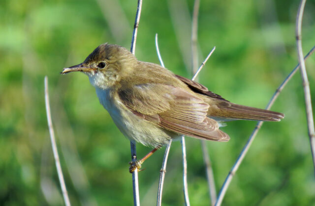 Marsh Warbler