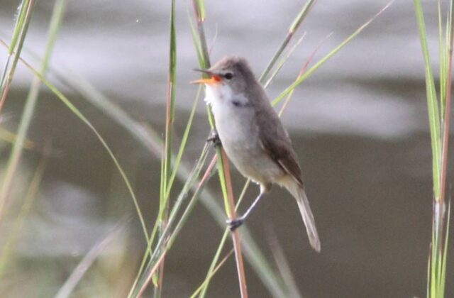 Greater Swamp Warbler