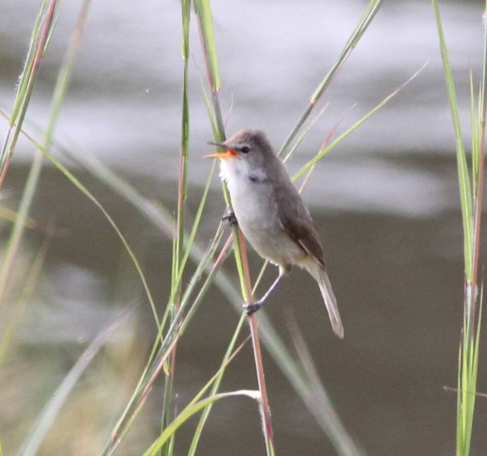 Greater Swamp Warbler