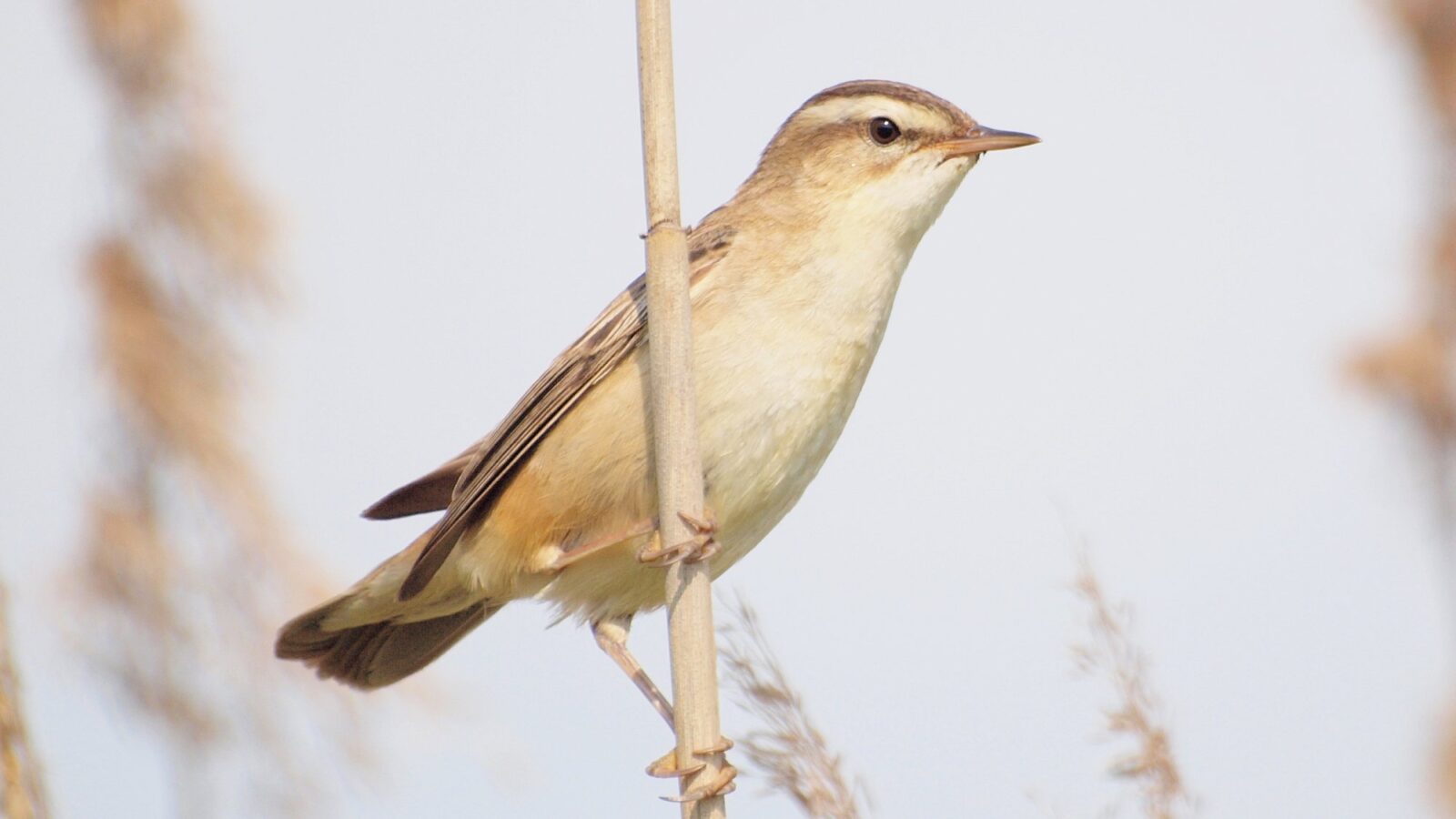 Sedge Warbler