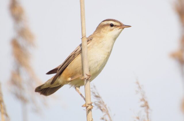 Sedge Warbler
