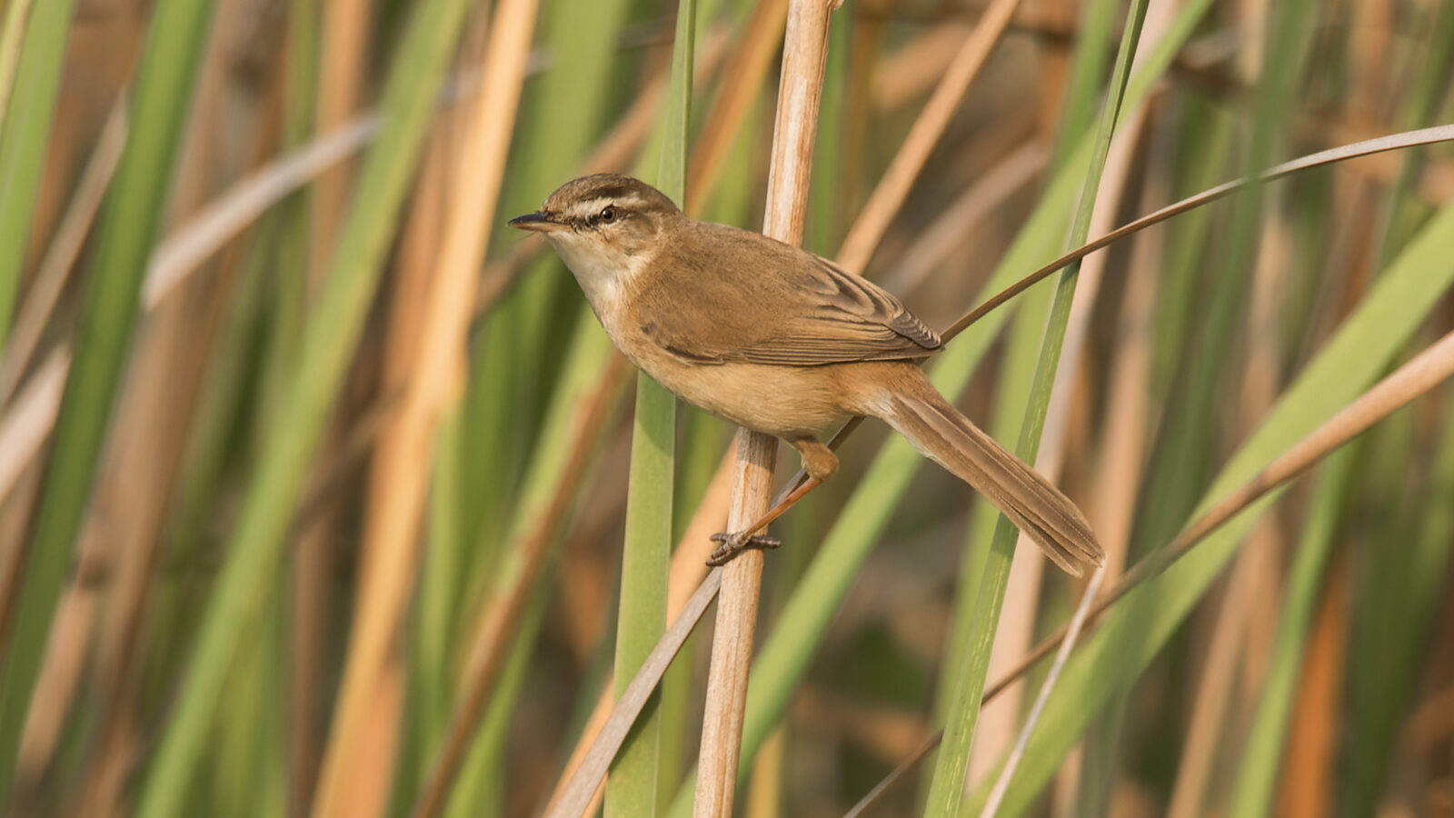 Manchurian Reed Warbler