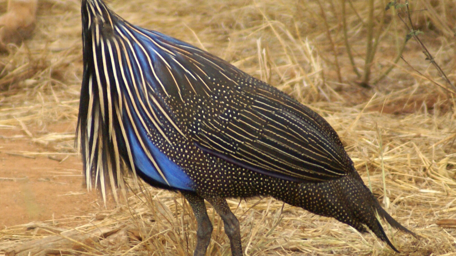 Vulturine Guineafowl
