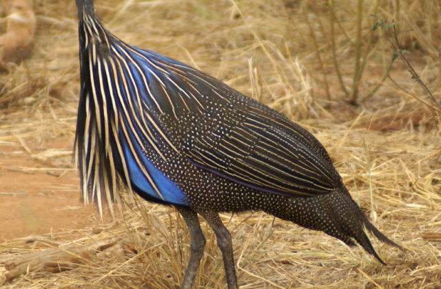 Vulturine Guineafowl