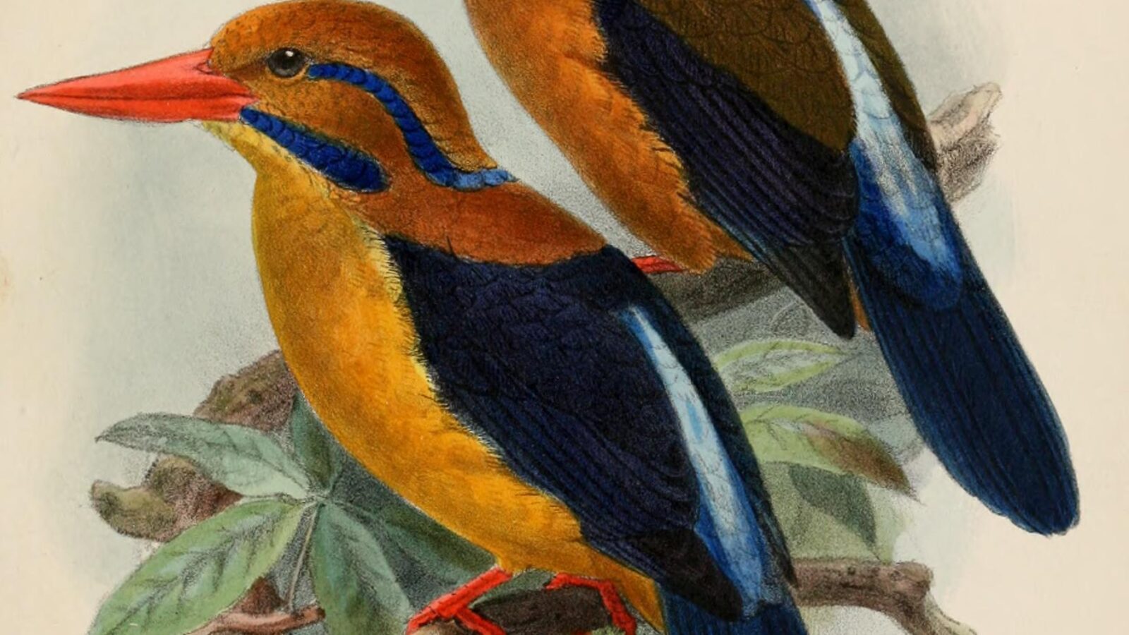 Moustached Kingfisher