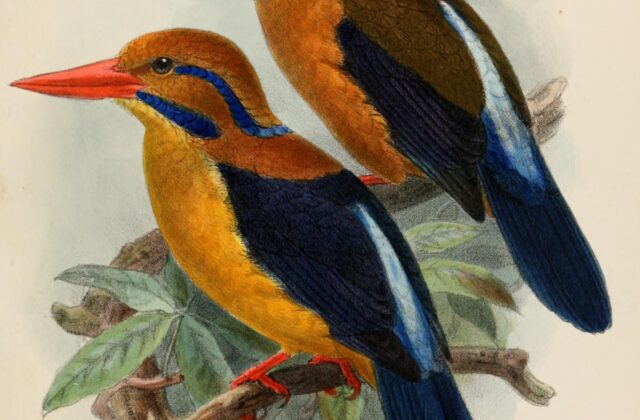 Moustached Kingfisher