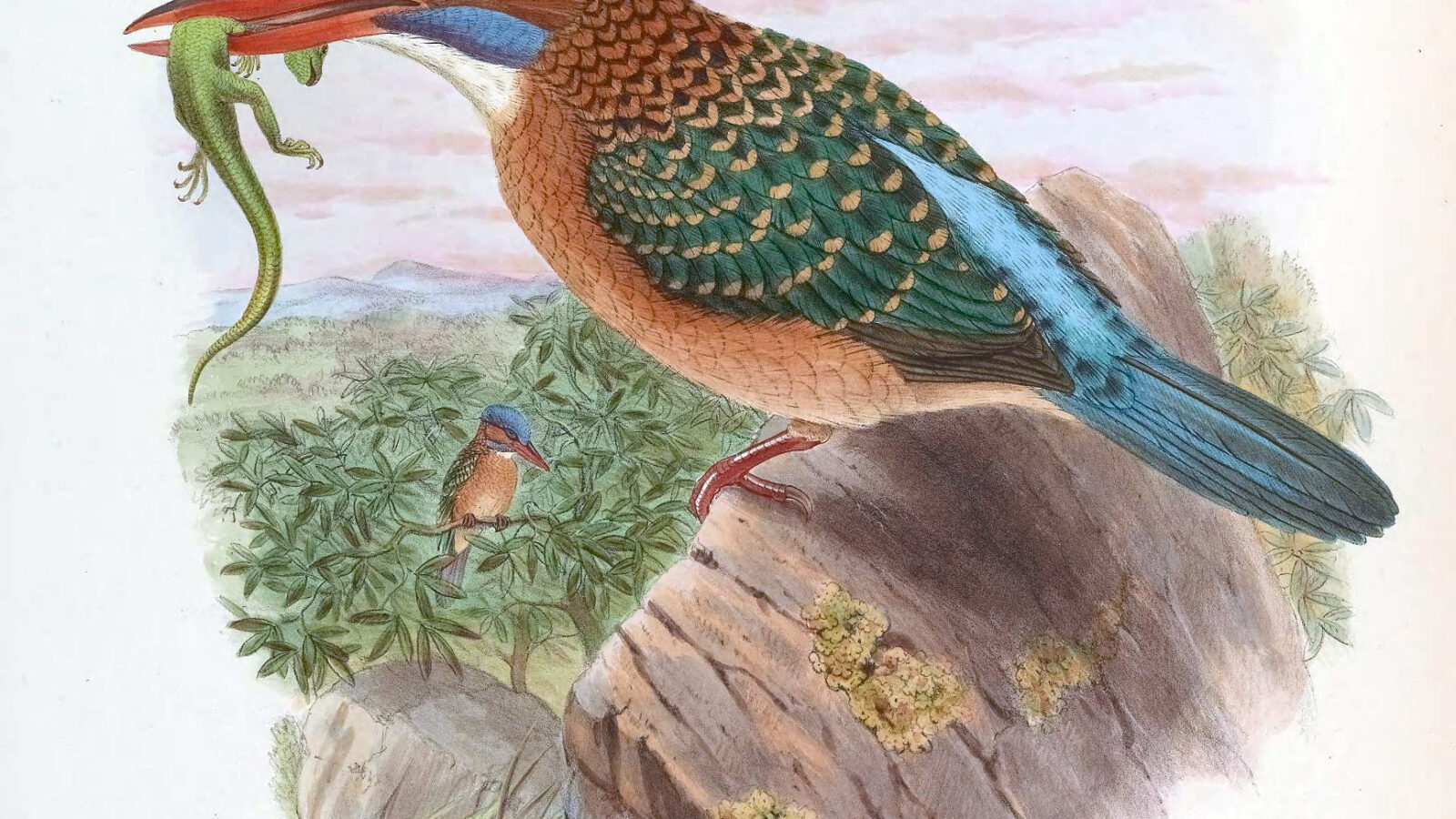 Blue-capped Kingfisher