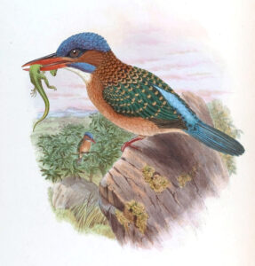 Blue-capped Kingfisher