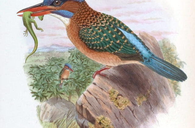 Blue-capped Kingfisher