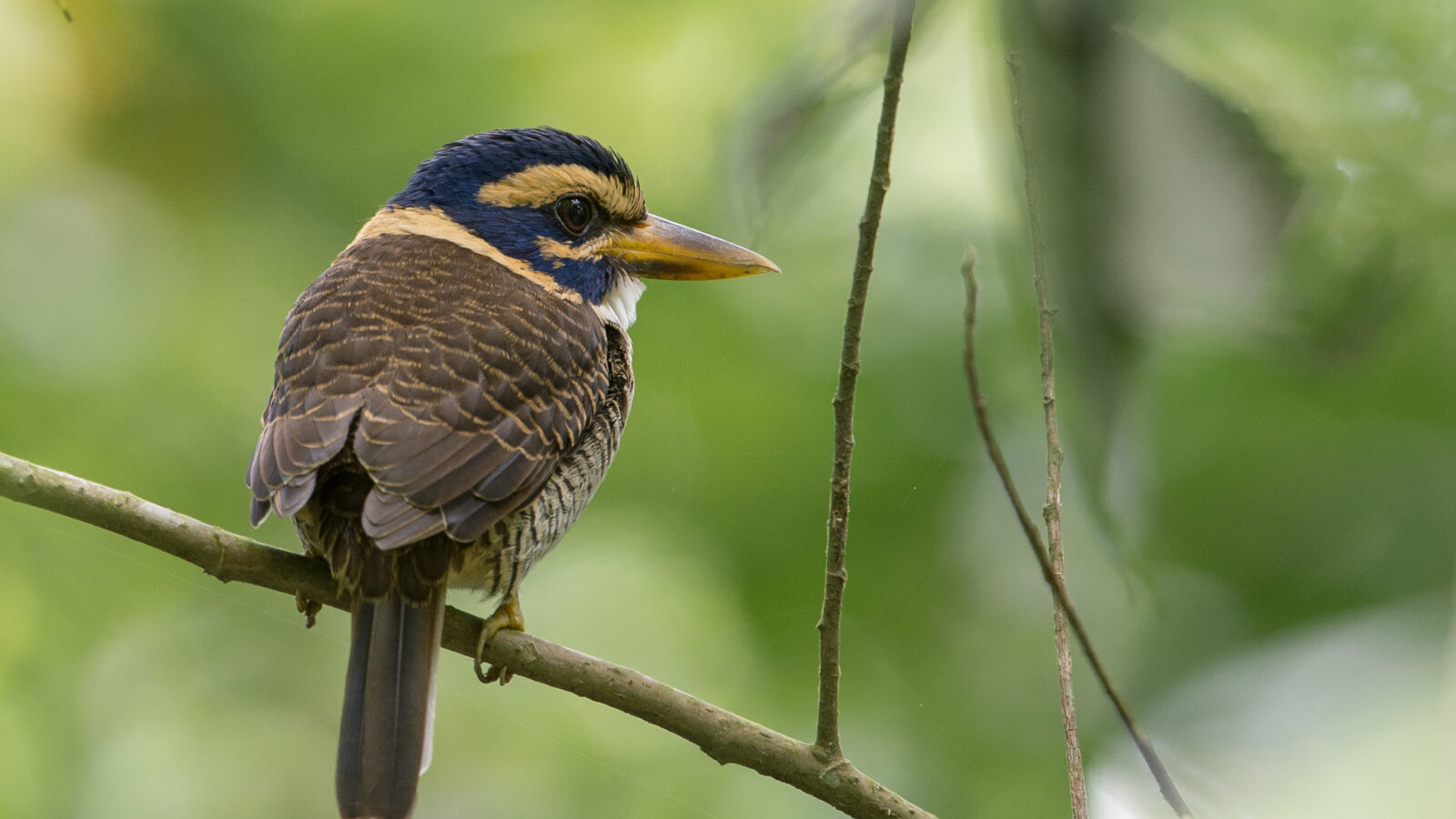 Scaly-breasted Kingfisher