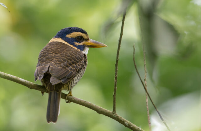 Scaly-breasted Kingfisher