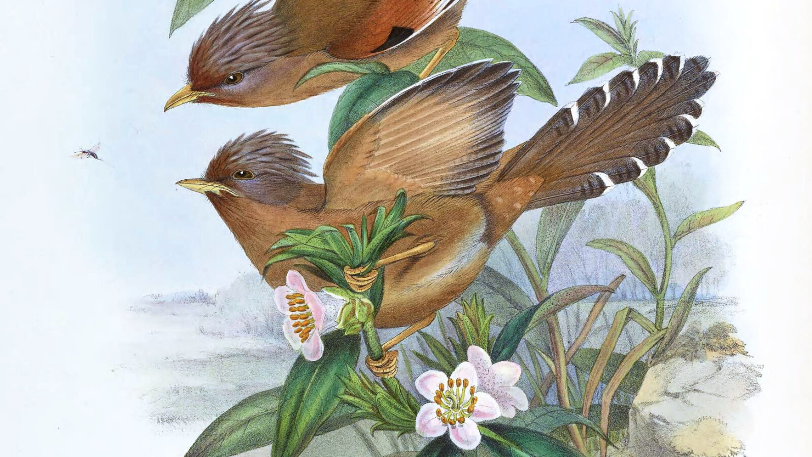 Rusty-fronted Barwing