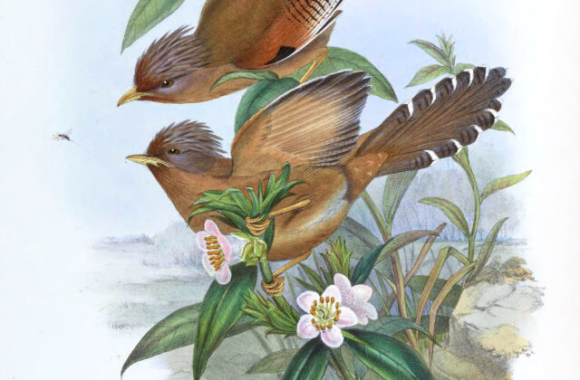 Rusty-fronted Barwing