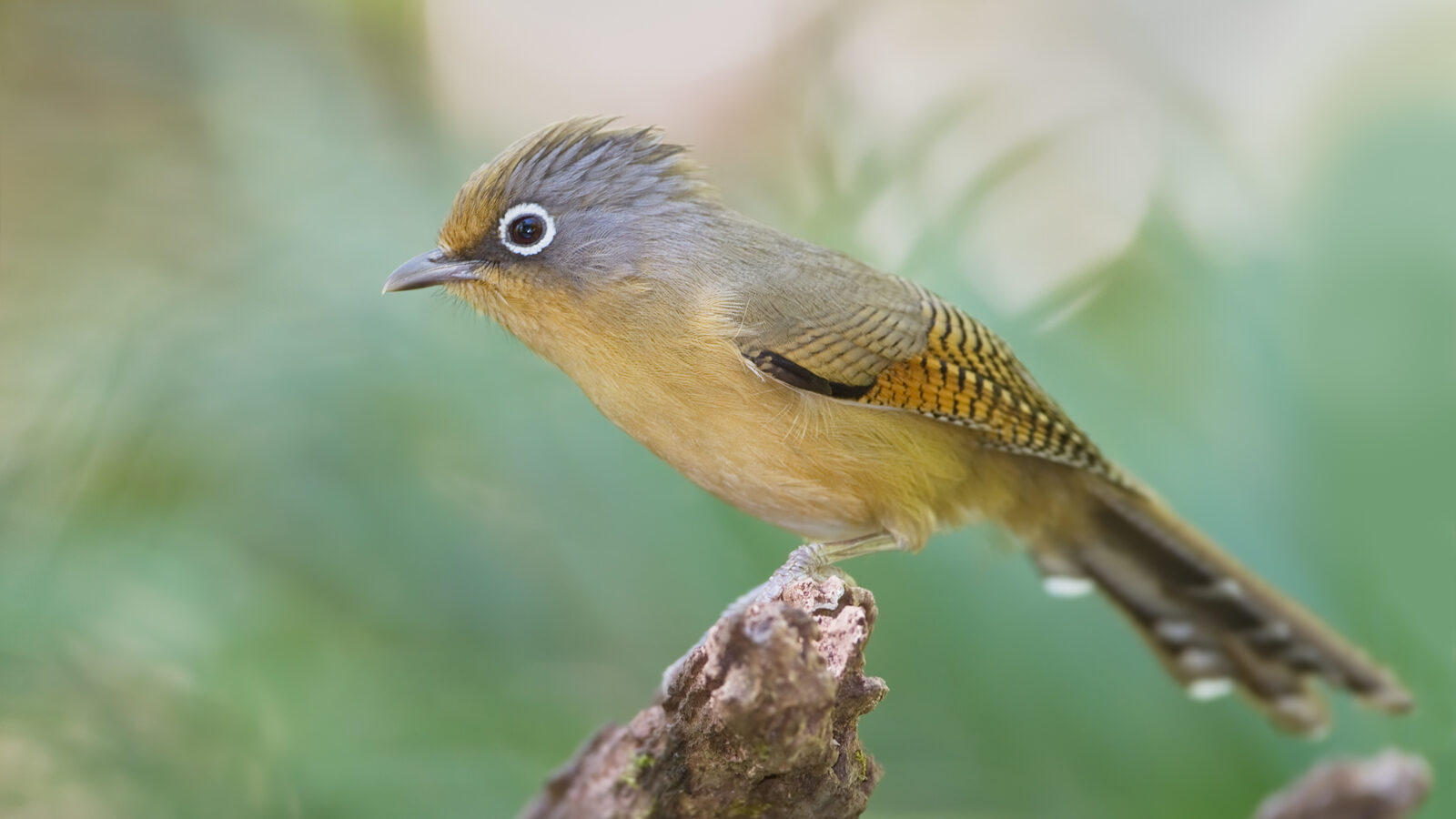 Spectacled Barwing