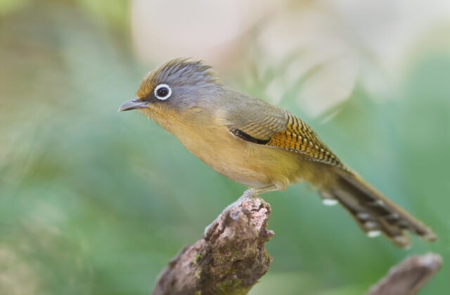 Spectacled Barwing