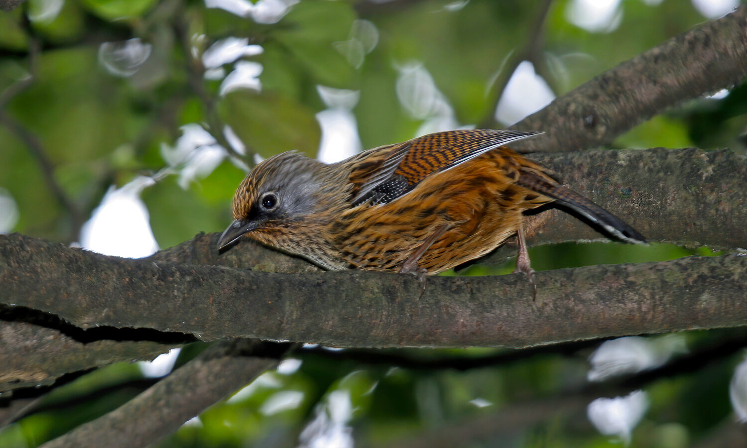 Streaked Barwing