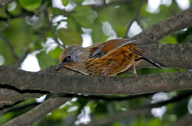 Streaked Barwing