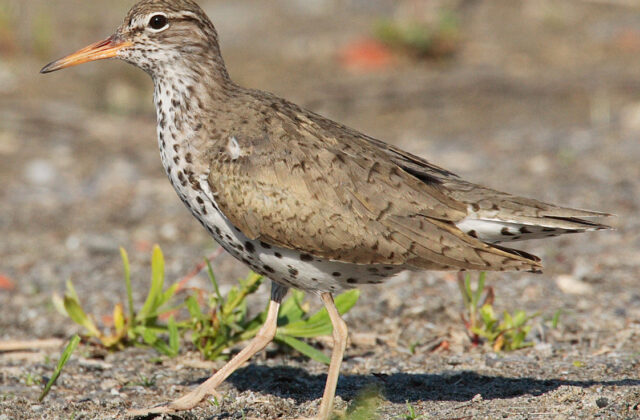 Spotted Sandpiper