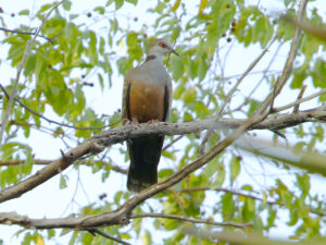 Adamawa Turtle Dove