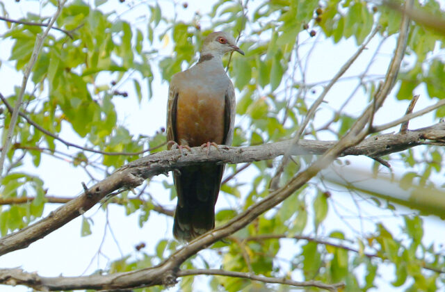 Adamawa Turtle Dove