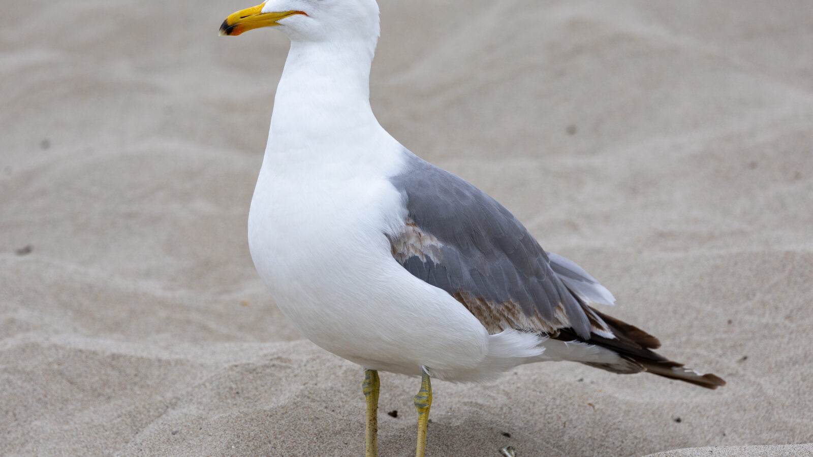 California Gull