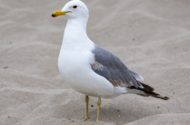 California Gull
