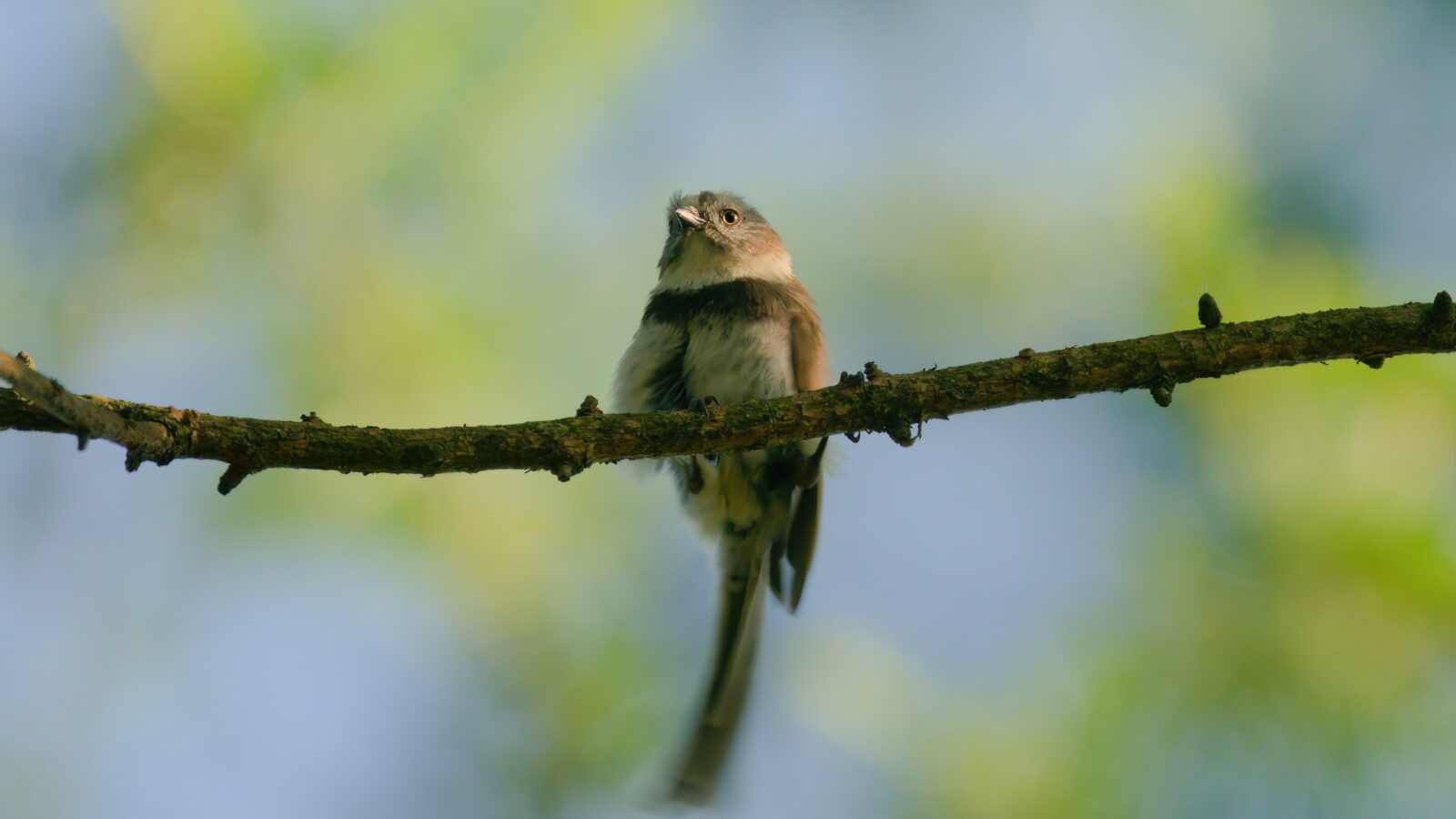 Sooty Bushtit