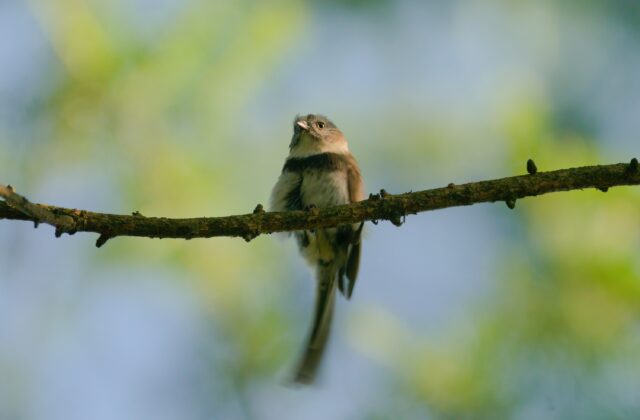 Sooty Bushtit