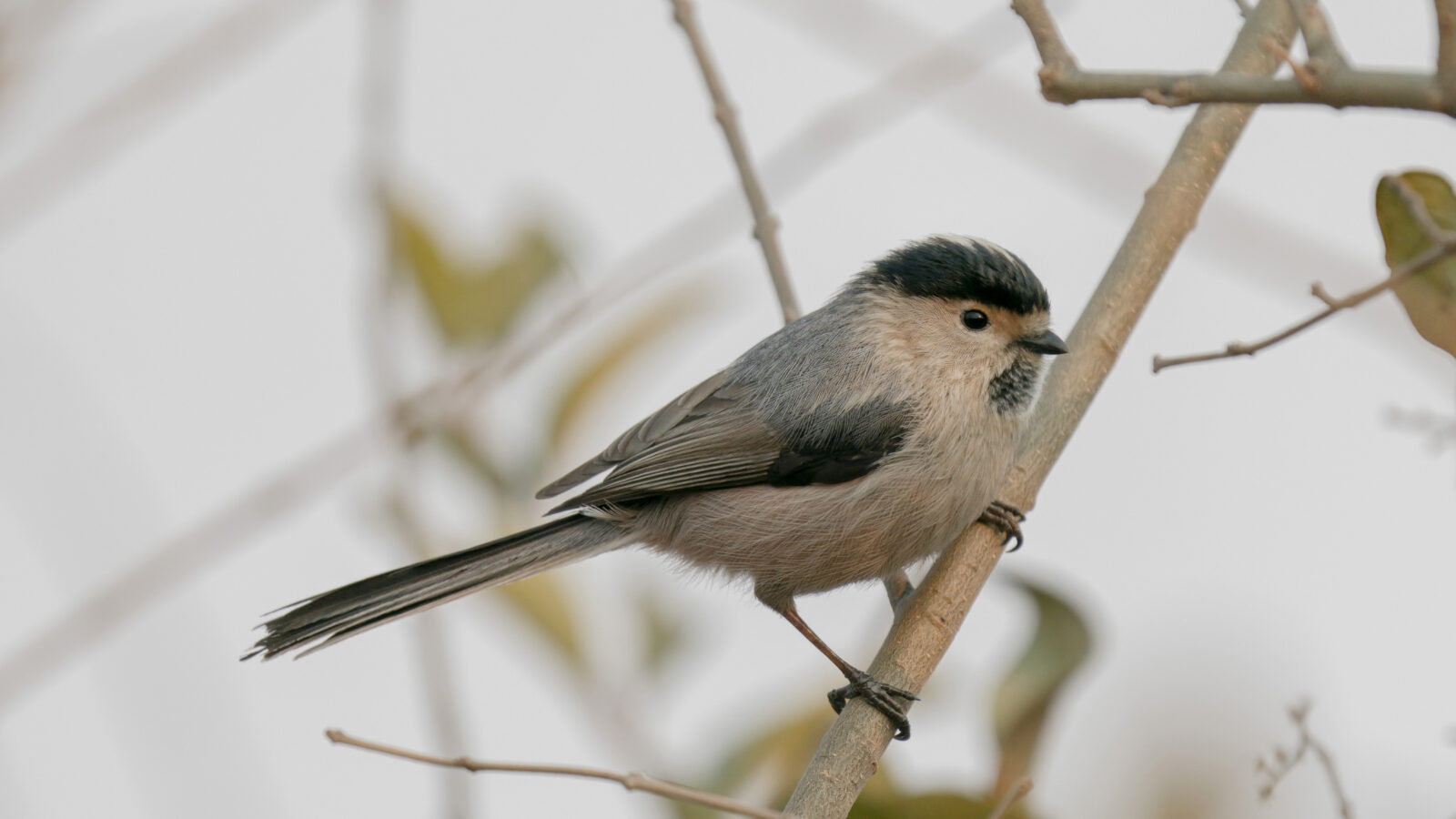 Silver-throated Bushtit