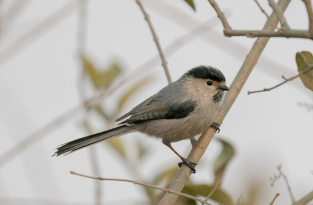 Silver-throated Bushtit