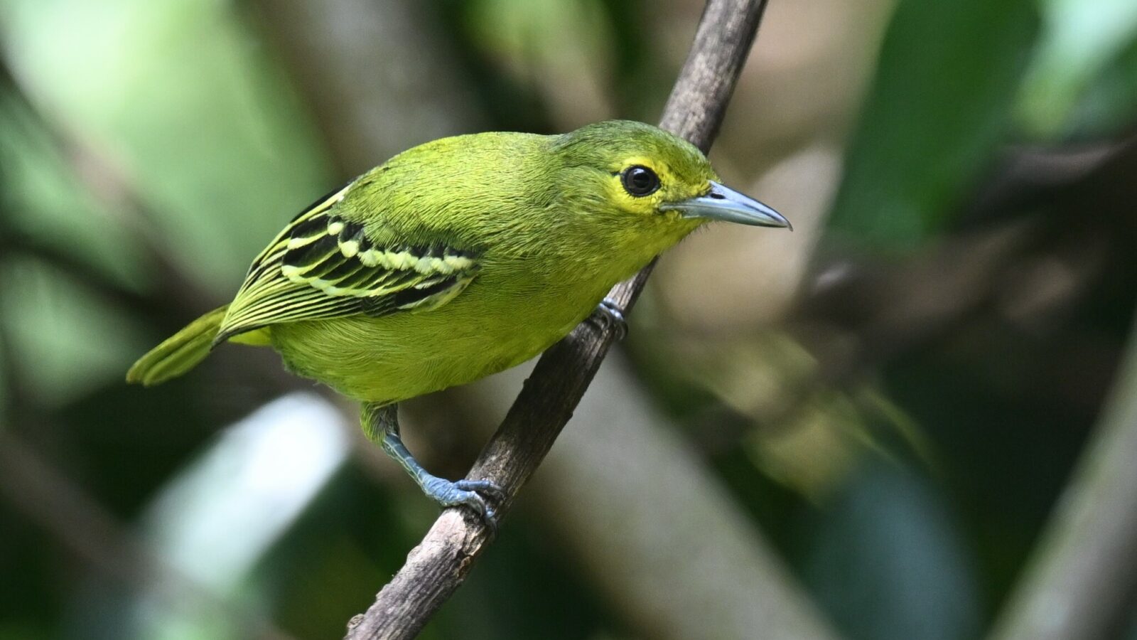 Green Iora