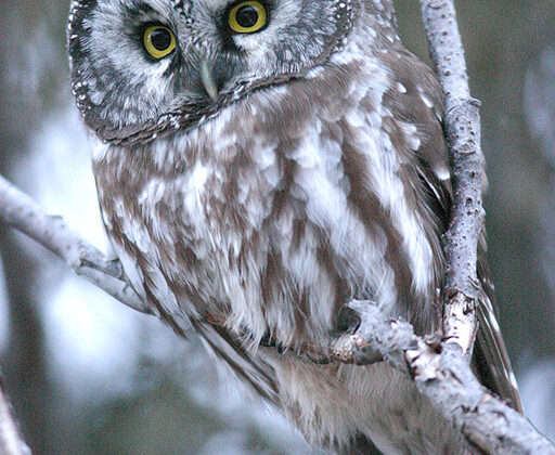 Boreal Owl