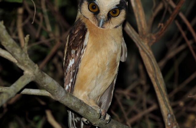 Buff-fronted Owl