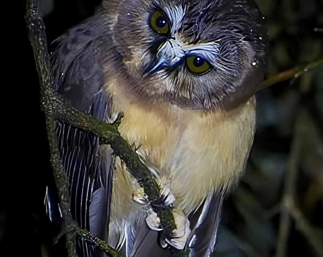 Unspotted Saw-whet Owl