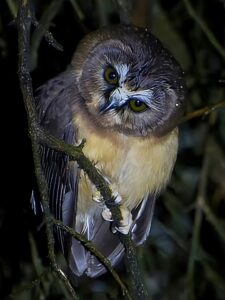 Unspotted Saw-whet Owl