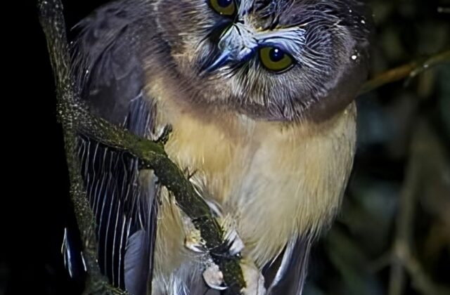 Unspotted Saw-whet Owl