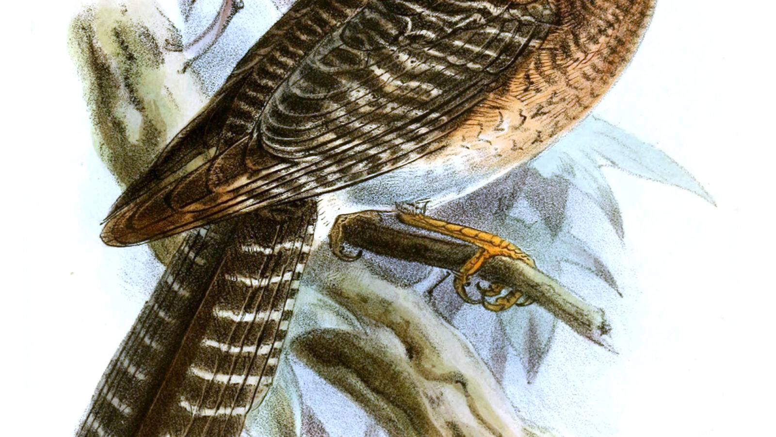 Vogelkop Owlet-nightjar