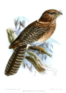 Vogelkop Owlet-nightjar