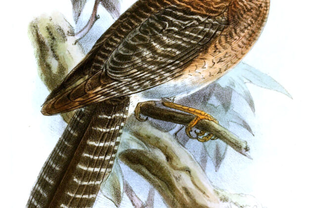 Vogelkop Owlet-nightjar