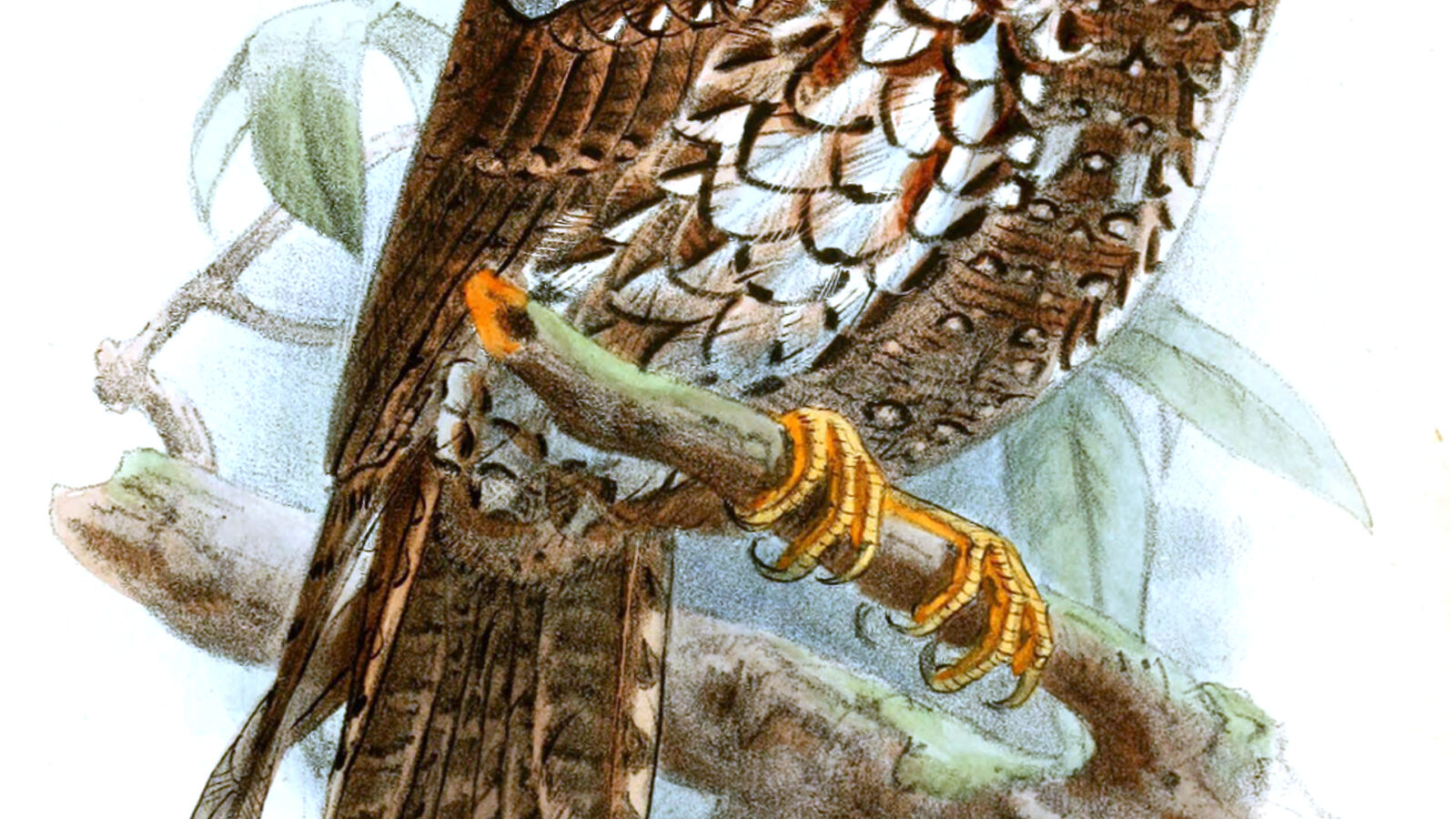 Feline Owlet-nightjar