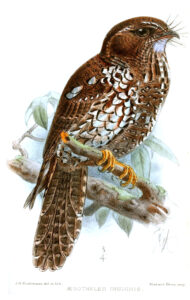 Feline Owlet-nightjar